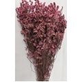 Preserved Limonium Pink 4.5oz.